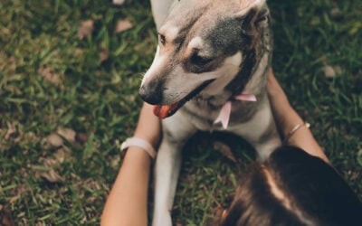 Estate Planning for Pets: How to Protect Your Furry Friends