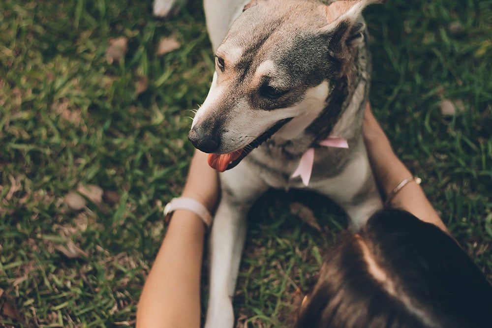 Estate Planning for Pets: How to Protect Your Furry Friends